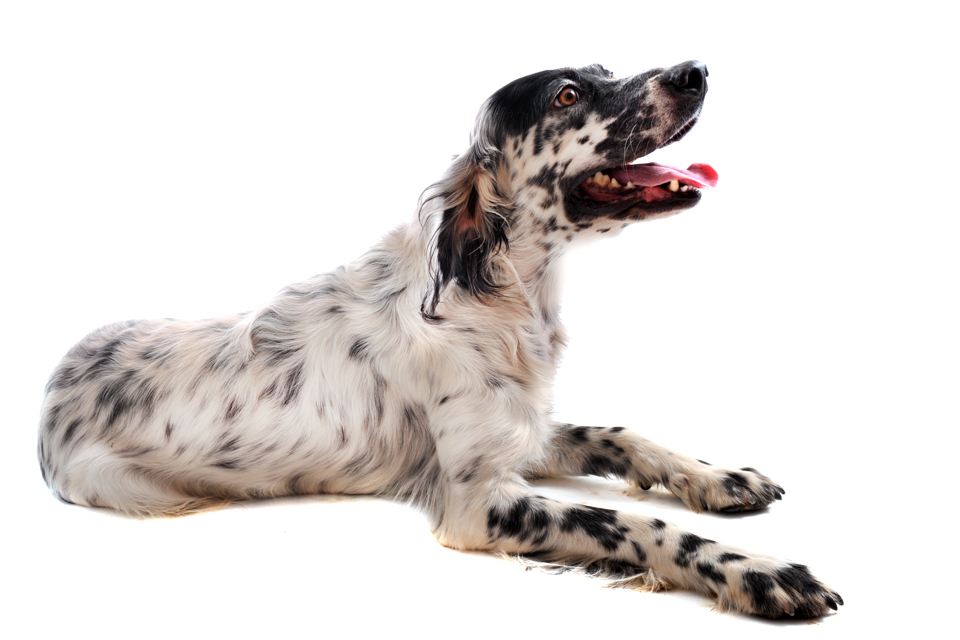 English Setter puppies for sale featured in a scenic outdoor setting