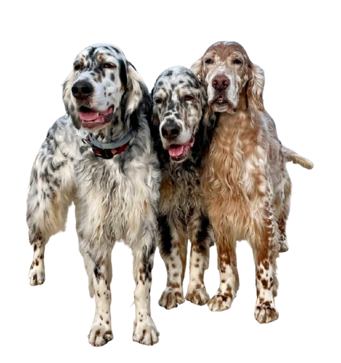 English Setter puppies for sale with their mother in a comfortable home