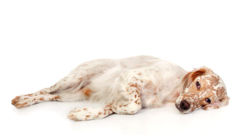 Ethically bred English Setter puppies raised with early socialization, health testing, and plenty of love.