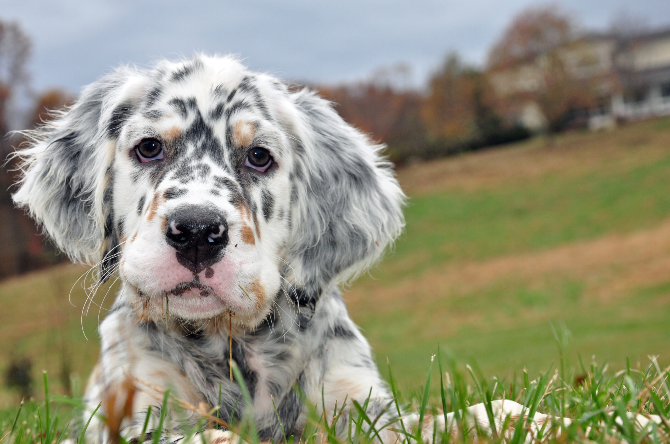 english setter dogs