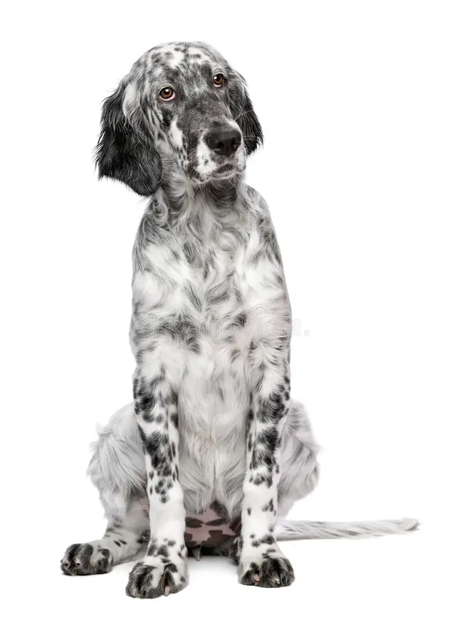cute months old blue belton english setter puppy show quality female dog isolated white background 78527996