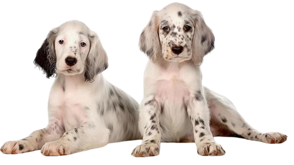Our health-tested English Setter dogs for sale are raised as beloved family members in our home.