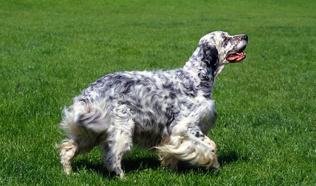english setter 3 645mk070111