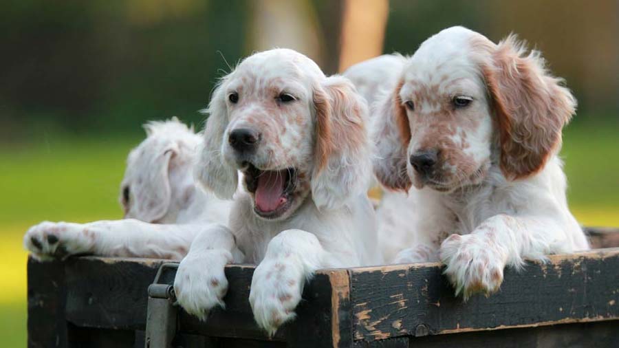 english setter 3