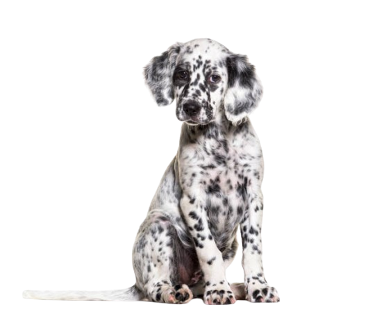 istockphoto 1331055356 612x612 removebg preview