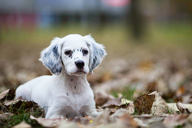 “Close-up of a blue belton english setter puppy with soulful eyes”
