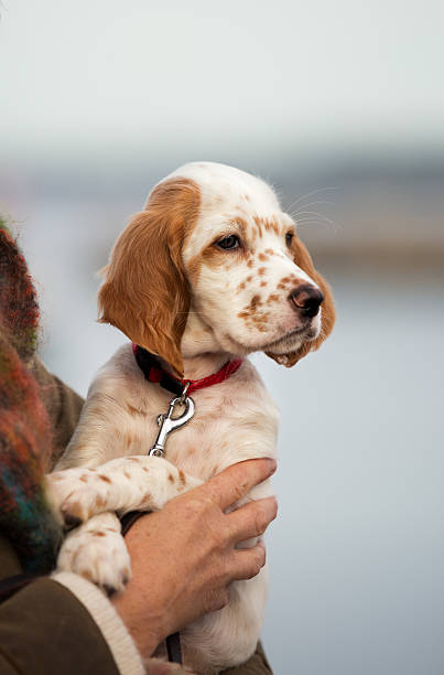 “First photo of a english setter puppy arriving at its forever home”