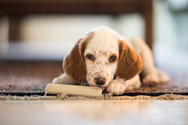 “Vet-checked english setter puppy receiving a wellness exam”