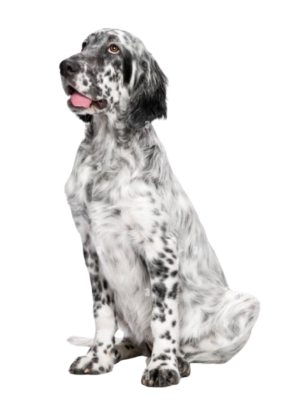 Meet the family behind our English Setter dogs for sale – dedicated to quality, health, and temperament.