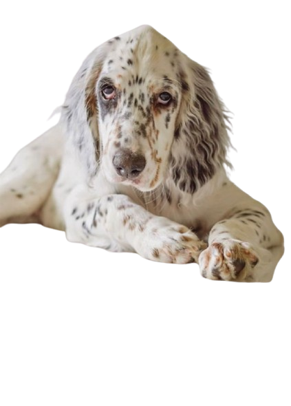 Beautiful English Setter dogs for sale with excellent conformation and a gentle, loving temperament.