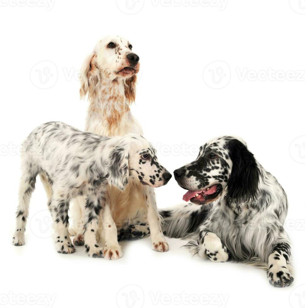 three english setters in a white background photo