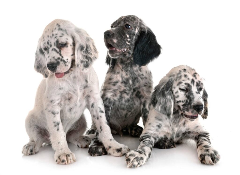 Well-socialized English Setter puppies resting comfortably indoors, showing their calm and adaptable nature.